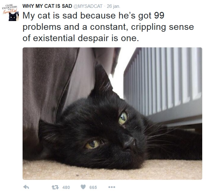 Zwarte katten zijn sowieso cool, ook als ze existentiële crisissen hebben. 